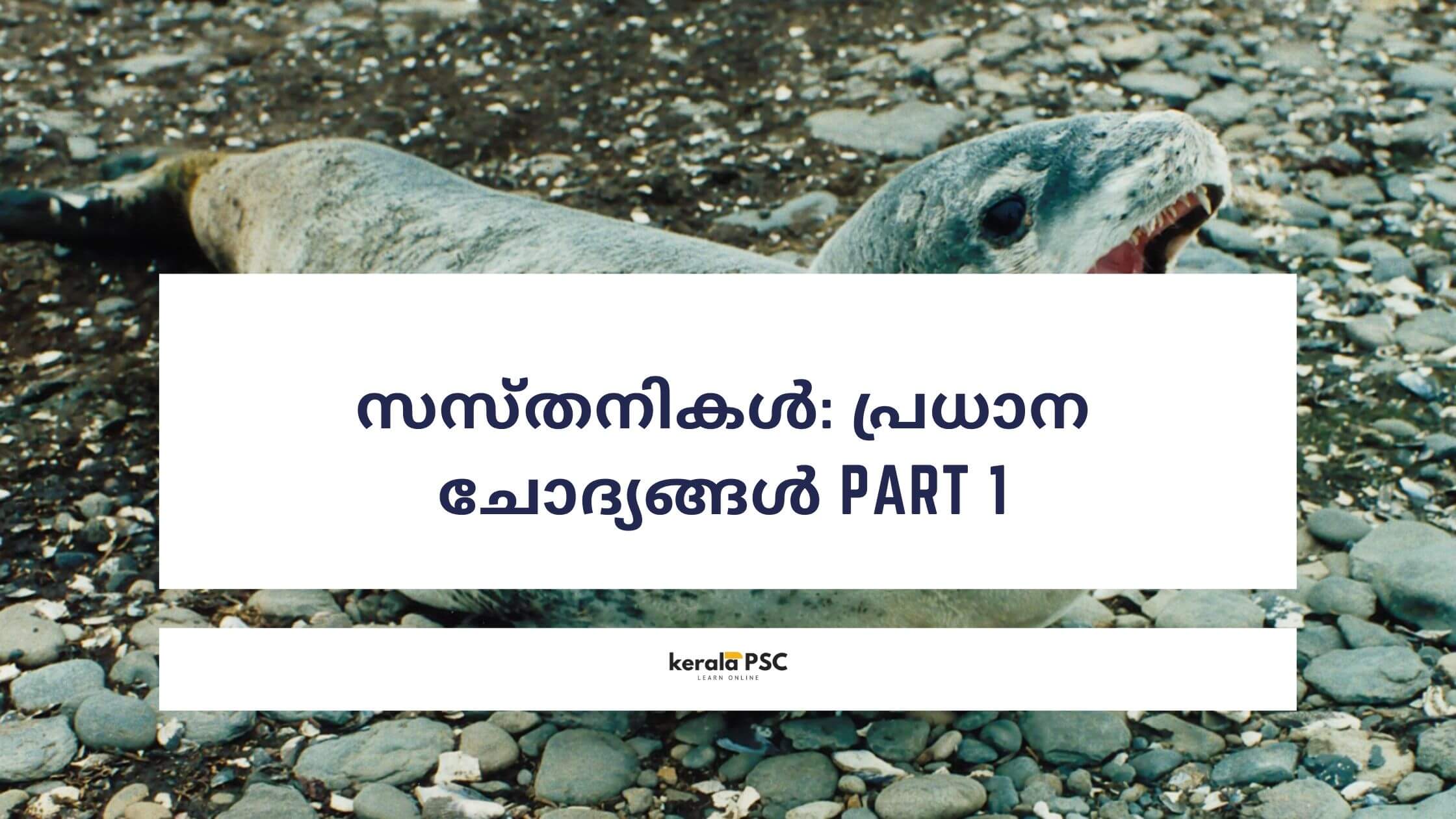 സസ്തനികൾ